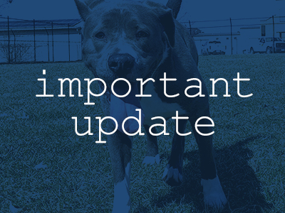 Latest Safety Measures for Adoption Visits