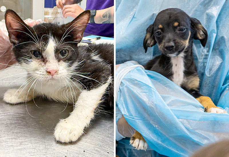 0627_catsandogs_eappeal_Content02