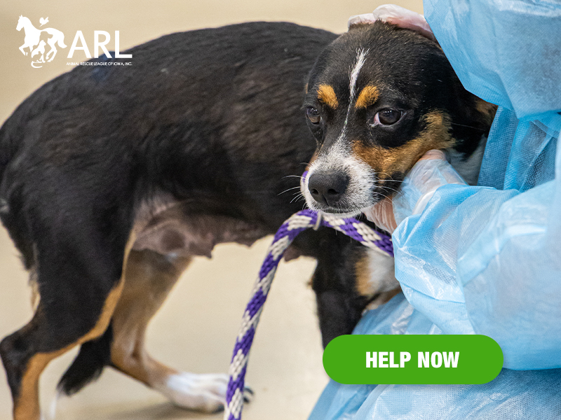 0627_catsandogs_eappeal_Header