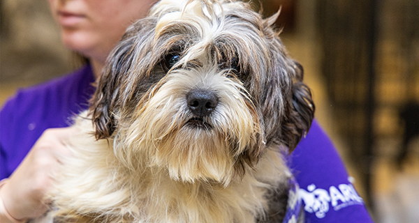 100+ dogs rescued from terrible conditions