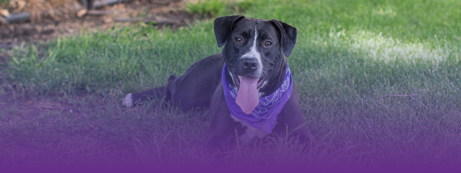 Best of Voting Cityview