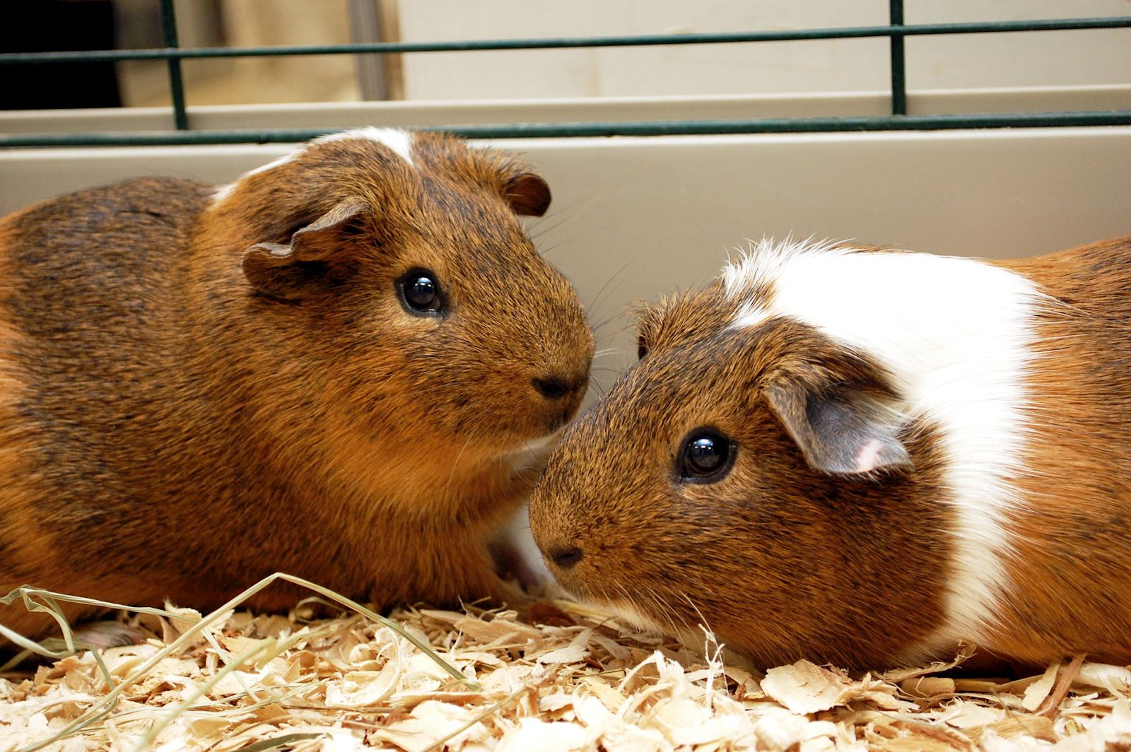 Guinea Pigs