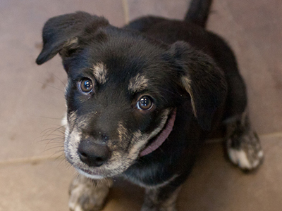 Preventing and Avoiding Bites