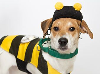 Tips For A Pet-Friendly Halloween