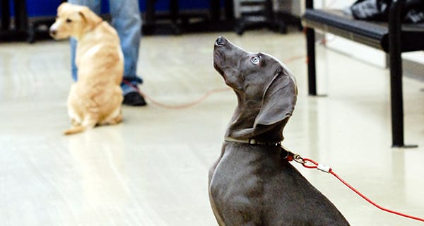Adolescent Puppy Kindergarten