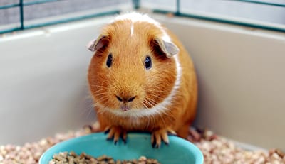 Guinea Pigs