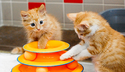 facebook fundraiser orange kittens