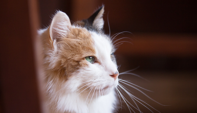 memorial brick at arl main