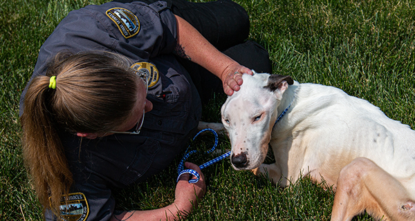 Rescue and Cruelty Intervention