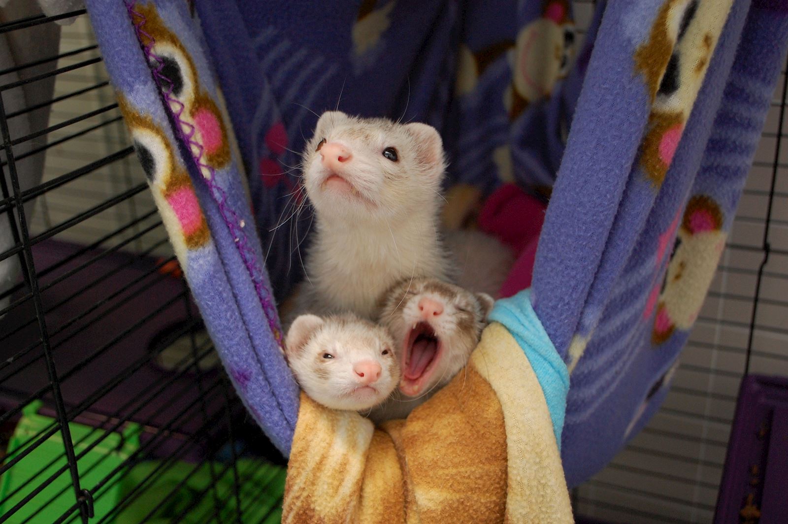 Ferrets